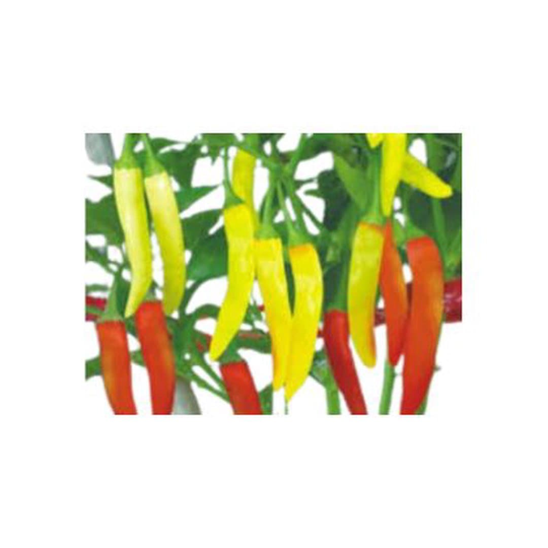Ớt Ba Tri 1kg — 4